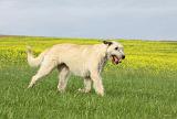 IRISH WOLFHOUND 021